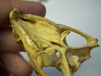 Media type: image;   Herpetology R-4702